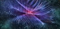 25.png 25.png
