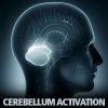 Store_CerebellumActivation.jpg Store_CerebellumActivation.jpg