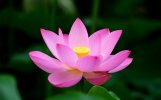 skladchik_com_attachments_beautiful_pictures_of_lotus_02_jpg_403600__.jpg skladchik_com_attachments_beautiful_pictures_of_lotus_02_jpg_403600__.jpg