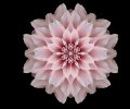 flower-caruna-buubs.jpg flower-caruna-buubs.jpg