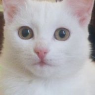 Kisa